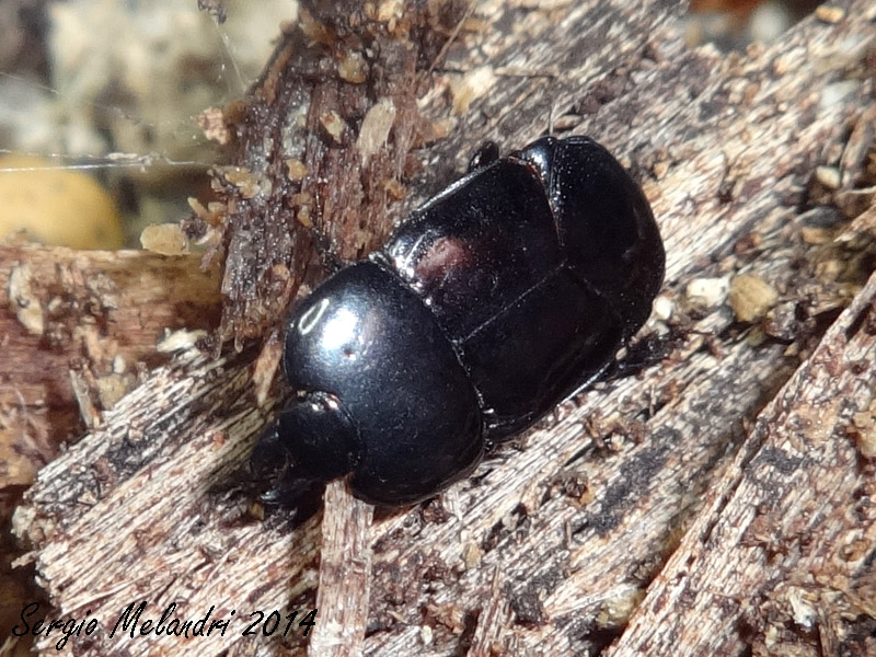 Histeridae: Hololepta plana